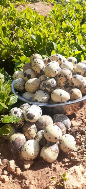 بسم الله الرحمن الرحيم متوفر بيض فري سمان طازج للأكل إنتاج يومي من المزرعه بيض كبير جامبو ويتوفر بيض