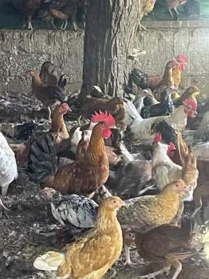 دجاج عماني و فرنسي مهجن