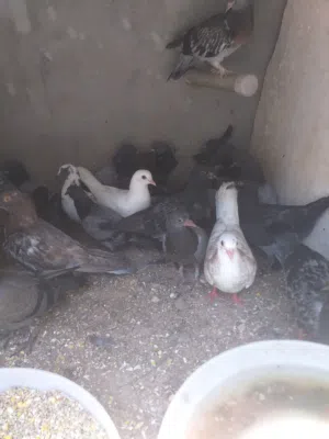 فروخ حمام 40طرف