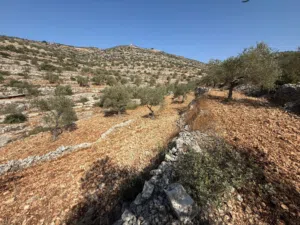 قطعة ارض للبيع بسعر مغري جداً جداً