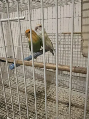 للبيع طيور لف بيرد