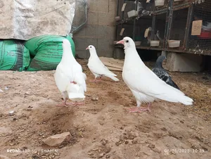 ‏حمام‏1