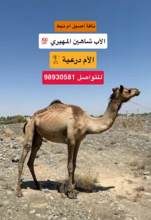 ناقة إنتاج الي يبا ينتج النوعيات
