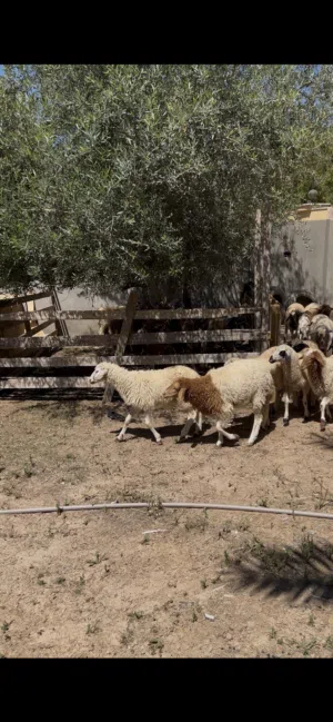 12 فطيمه العمر 4 شهور محصنات ناشطات على 1100 كاش جمله