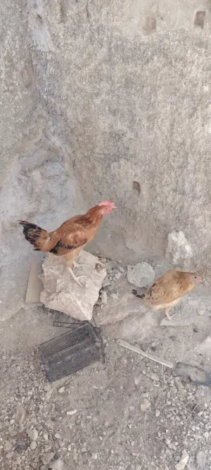 دجاجة وديك