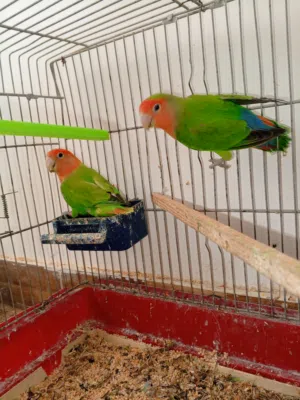 جوز روز جوز جنة مع فراخ اقرا الوصف