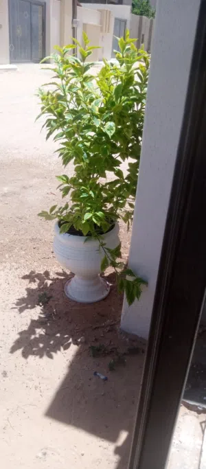 قطعة ارض للبيع