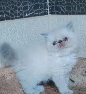 هملايا بيكي فيس