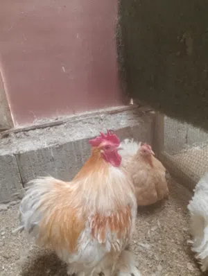 متاح دجاج كوشن شرط الانتاج صحه كلش زينه