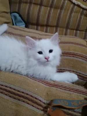 حيوانات للبي..
