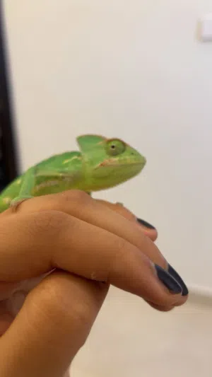 Chameleon bioactive cage for sale with chameleon