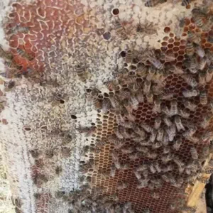 عسل نحل بلدي عضوي  مكفول