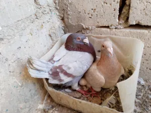 اربع جواز وفحل