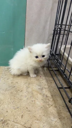 قطط شهر ونصف العمر