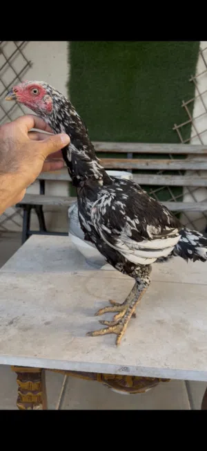 بنجابية نسل ميدان
