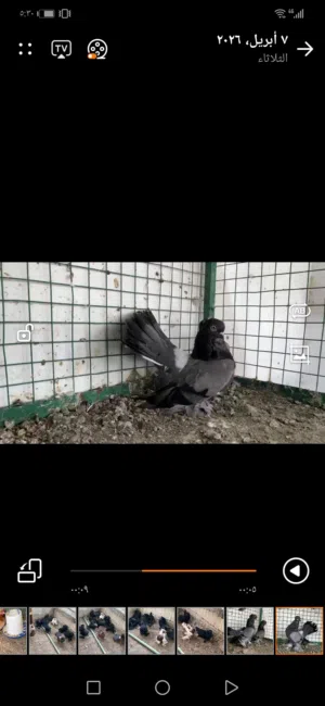 زوجين ريستوف تركيب جديد تأكد من الوصف