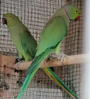 بغبغاء دره زوج منتج ممضون