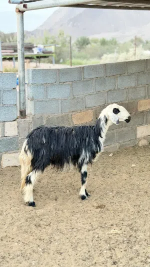 للبيع حملة نجدية