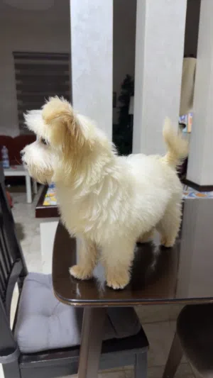 ذكر مالتيبو عمره شهرين للبيع