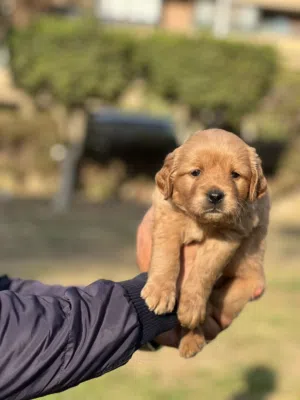 Golden retriever