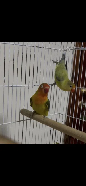 جوزين فيشر مع فراخهم ، وفراخ زق يدوي الرجاء قراءة الوصف