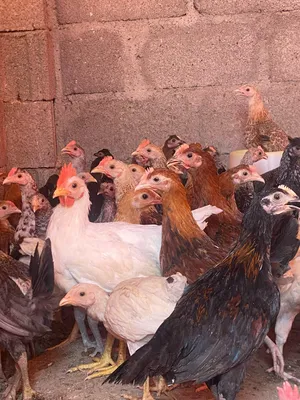 ‏دجاج‏3