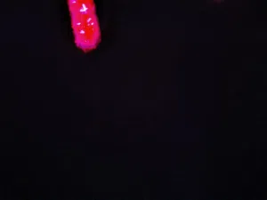 مطلوب دراجه ناريه أقساط الدفعه الاوله 150مستعد لاي ضمنات