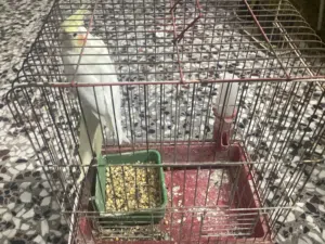 طير كوكتيل للبيع مع القفص و كل شيء