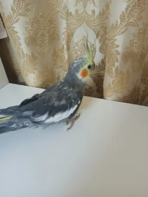 جوز كوكتيل اليف