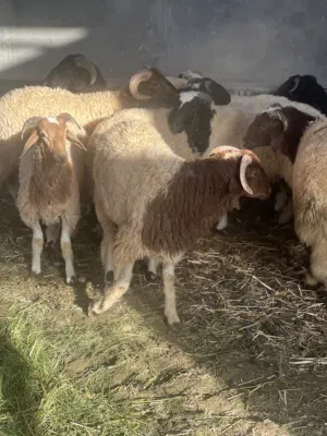 11 خروف سمان عود غليض