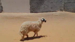فطيمه وطنيه الله يبارك عمرها ف8شهور جنس تومي ربي يبارك سليمه من العيوب والامراض..