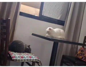 قطة لتبني