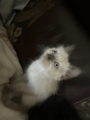 قطط  سياميه