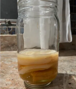 سكوبي الكبوتشا