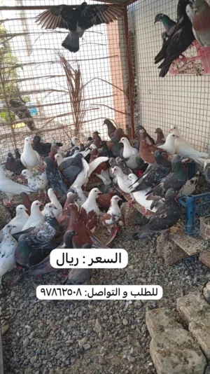 حمام حال البيع