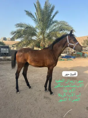 مهر عربي للبيع