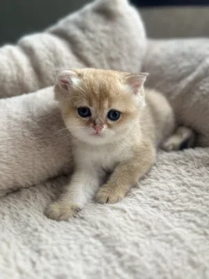 احجز قطتك السكوتش البيور الآن سلالة نادرة و فخمة ،  WCF register Reserve your Scottish kitten
