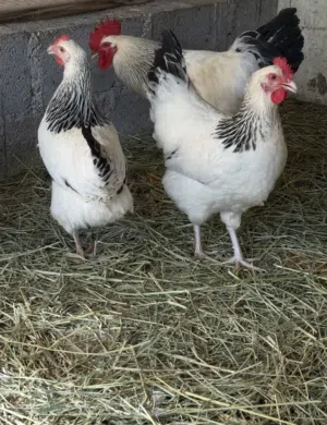 للبيع بيض ودجاج فرنسي سوكسن