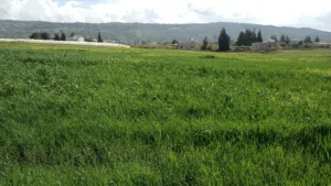 Farm Land for Sale in Salt Al Subeihi