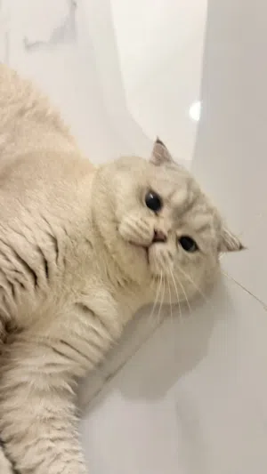 للبيع قط سكوتش فولد ذكر