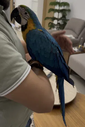 Blue and Gold Macaw