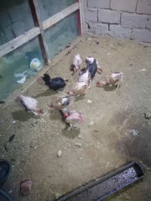 ياالله دجاج ابو ركيبه العدد 10ملقحات مال بيت بياضات