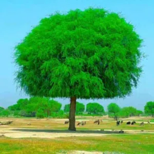 Badr 