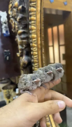 للبيع فروخ بلابيل فروخ مينه بحريني