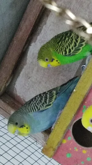 طيور حب ..
