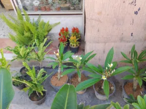 مجموعة نباتات واحواض
