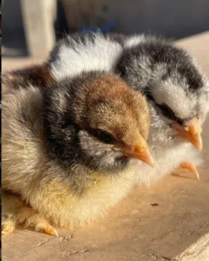 متاح كتكوت سبرايت احمر درجه اولي