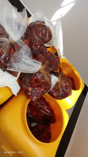 للبيع تمر نوع خلاص نظيف لسنة 2025