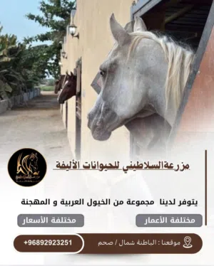 يتوفر خيول للبيع عربي ومهجن