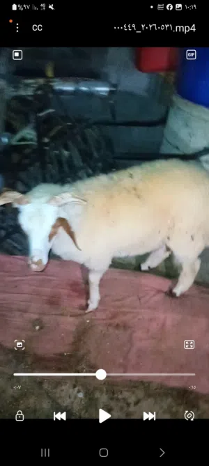 خروف لي ابيض لي بيع